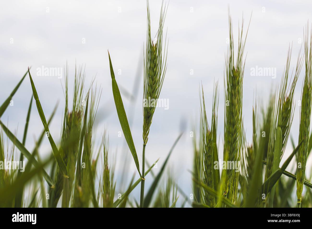 Piante da campo in un giorno di maggio soleggiato. Paesaggio in campagna. Foto Stock