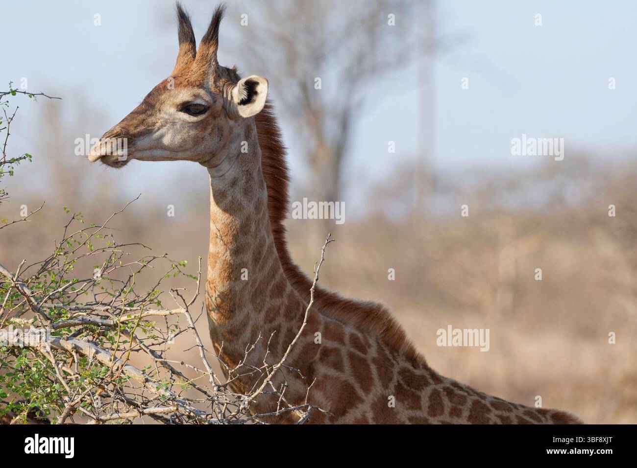 Giraffa sudafricana (Giraffa camelopardalis giraffa), foraggio di giovani animali, primo piano della testa, profilo, Parco nazionale Kruger, Sudafrica, Africa Foto Stock