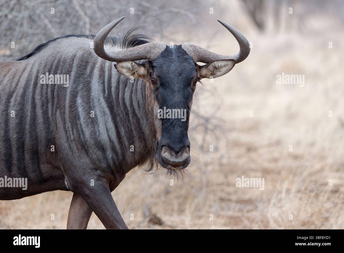 gnu (Connochaetes taurinus), adulti che camminano, ritratto di animali, primo piano della testa, Parco nazionale Kruger, Sudafrica, Africa Foto Stock