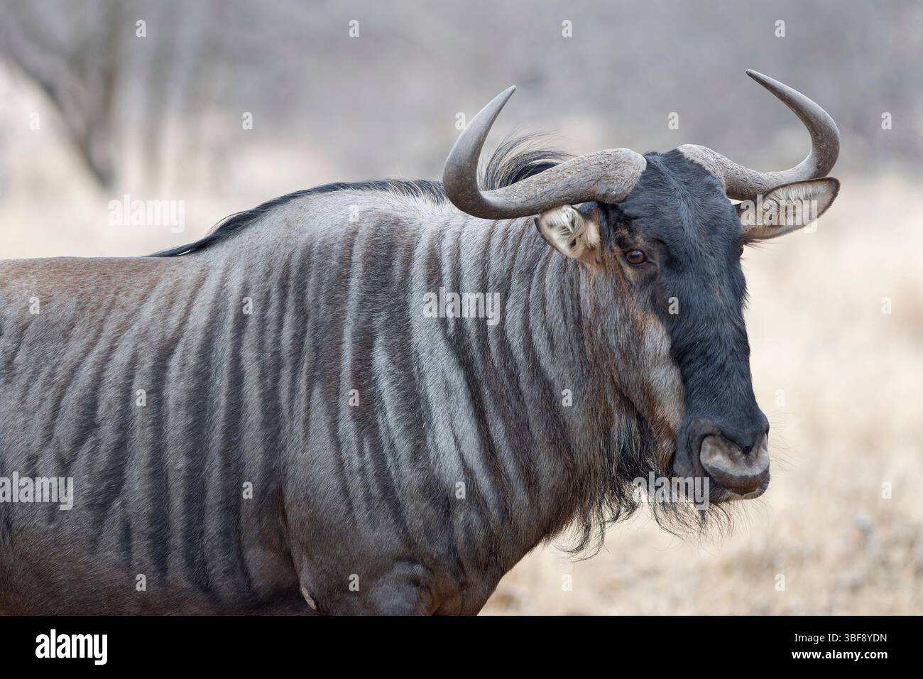 gnu (Connochaetes taurinus), adulti che camminano, ritratto di animali, primo piano della testa, Parco nazionale Kruger, Sudafrica, Africa Foto Stock