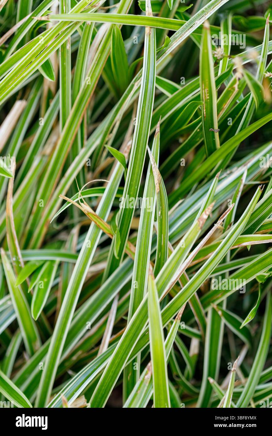 Primo piano di lame di erba ornamentale a strisce verdi e bianche in una disposizione densa e ruvida. Alcune foglie mostrano doratura. Foto Stock