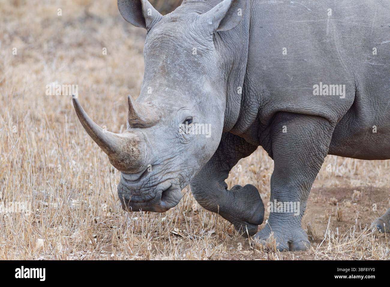 Rinoceronte bianco meridionale (Ceratotherium simum simum), camminata femminile adulta, primo piano della testa, savana, Kruger National Park, Sudafrica, Africa Foto Stock