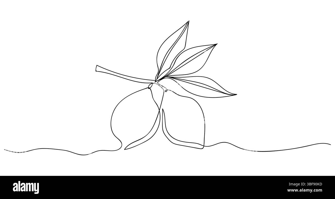 Semplice disegno al tratto di un ramoscello di limone con foglie e frutta su un fondo liscio Illustrazione Vettoriale