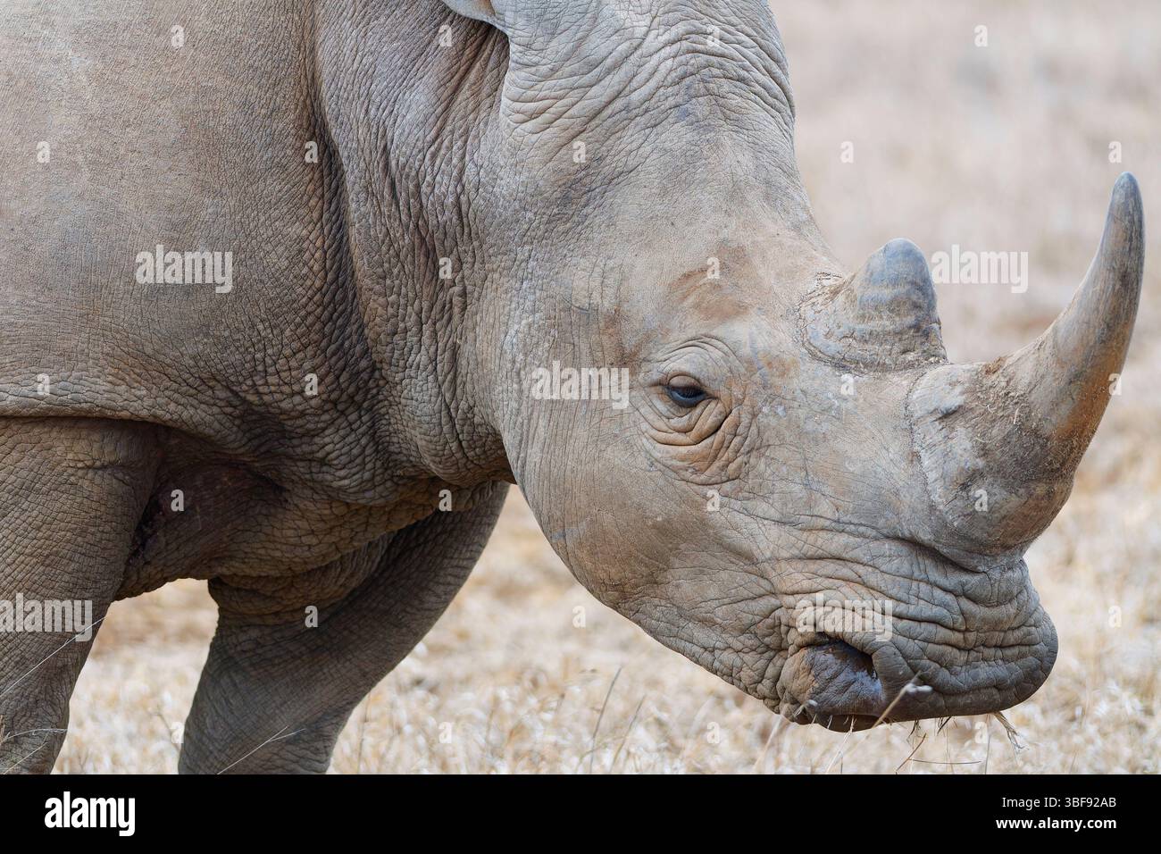 Rinoceronte bianco del sud (Ceratotherium simum simum), maschio adulto che si nutre di erba secca, colpo di testa, ritratto di animali, Kruger National Park, Sud Africa, Foto Stock