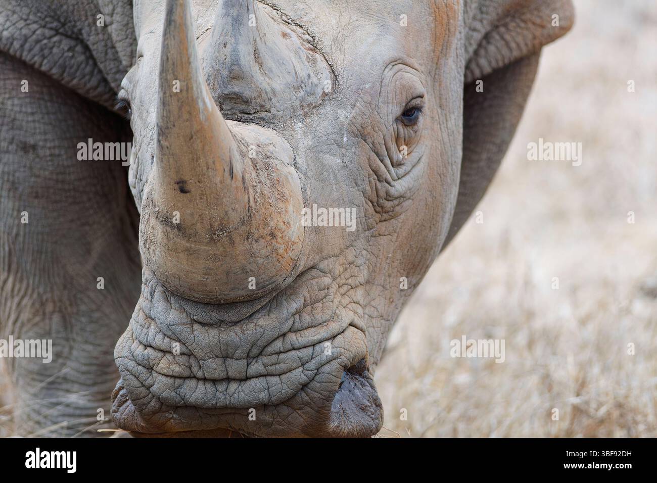 Rinoceronte bianco meridionale (Ceratotherium simum simum), uomo adulto che guarda la macchina fotografica, scatto alla testa, ritratto di animali, Parco nazionale Kruger, Sudafrica, Foto Stock