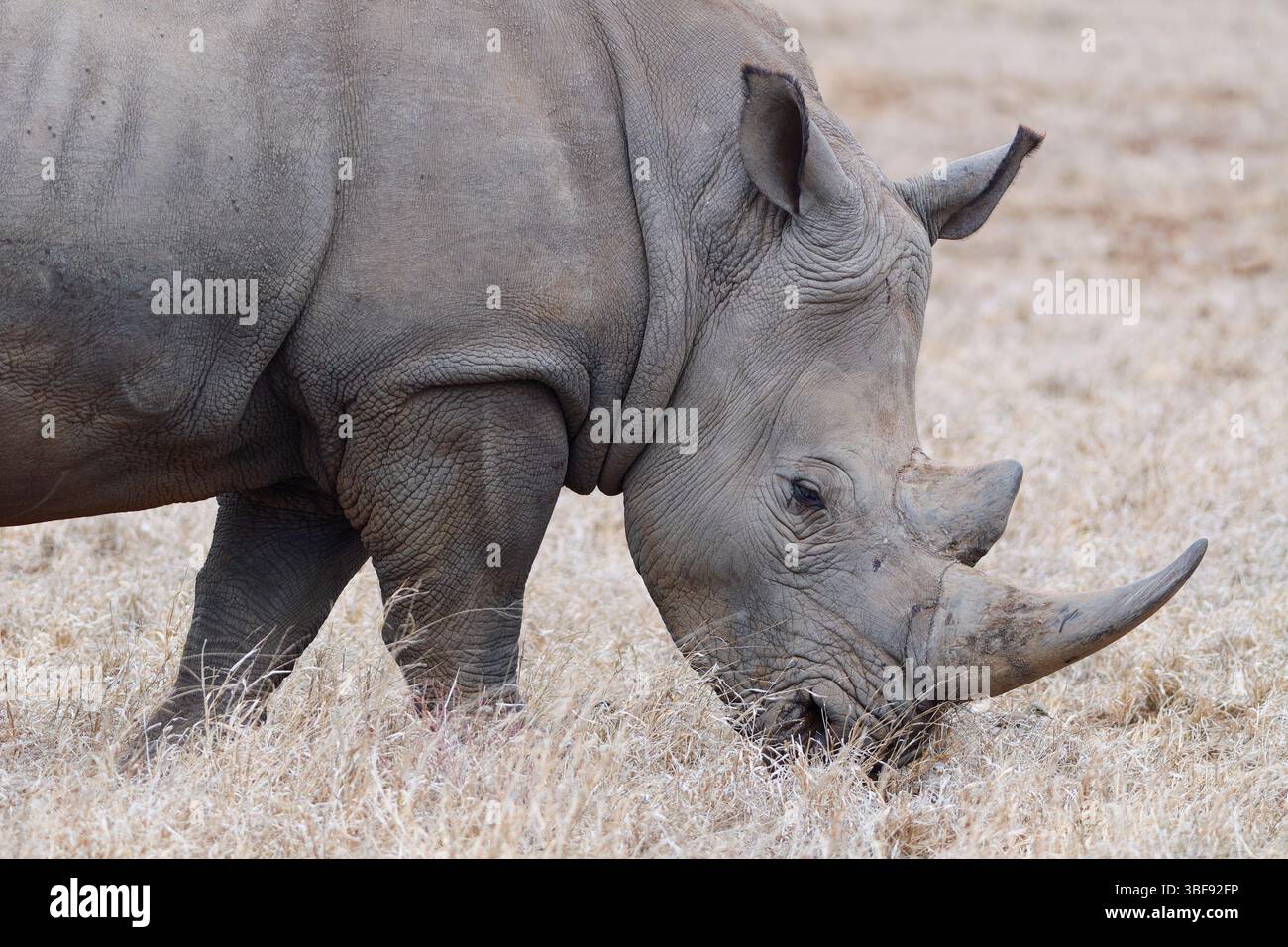 Rinoceronte bianco meridionale (Ceratotherium simum simum), maschio adulto che si nutre di erba secca, primo piano della testa, Parco nazionale Kruger, Sudafrica, Africa Foto Stock