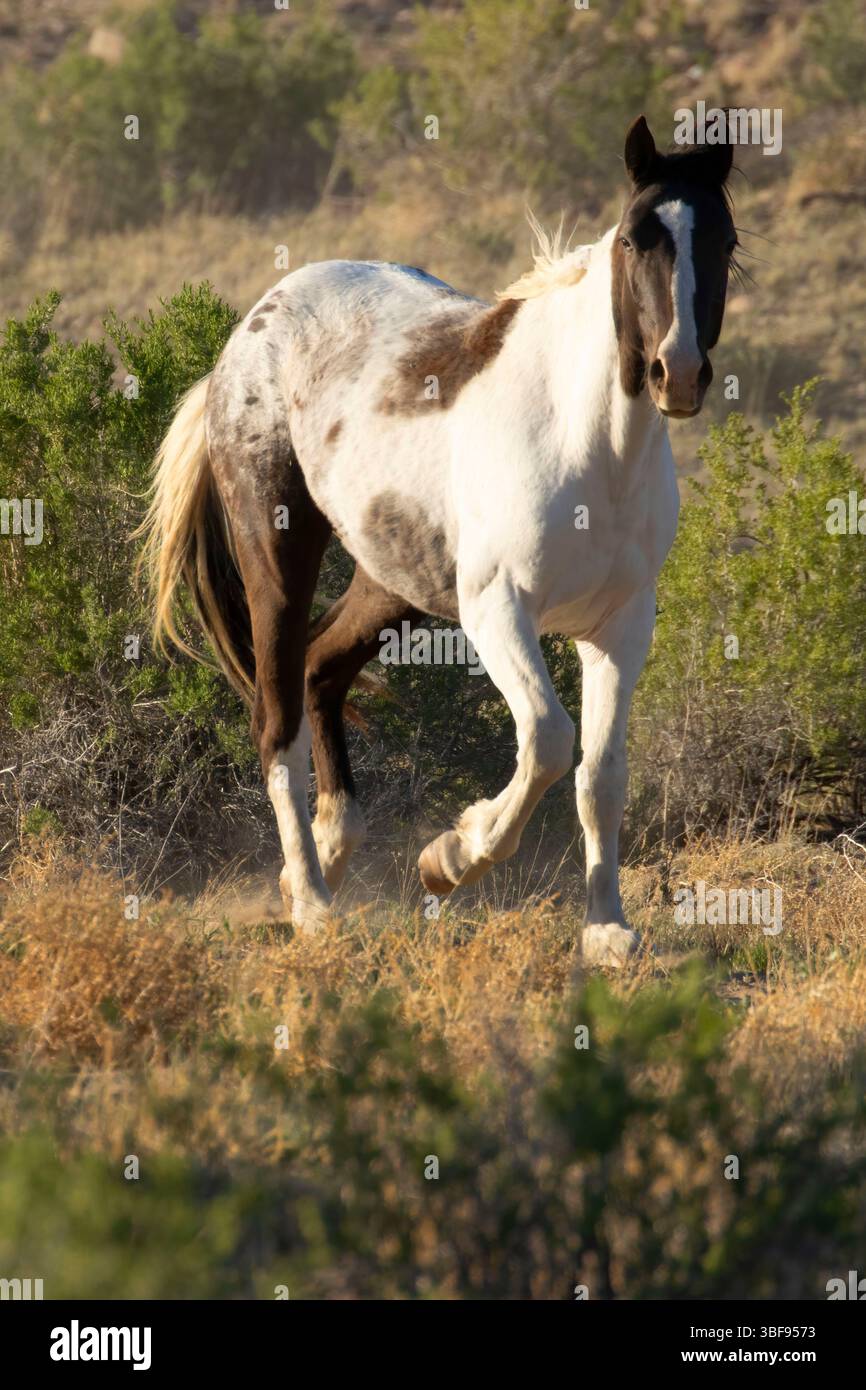 Wild Horse, Ouray National Wildlife Refuge, Utah Foto Stock