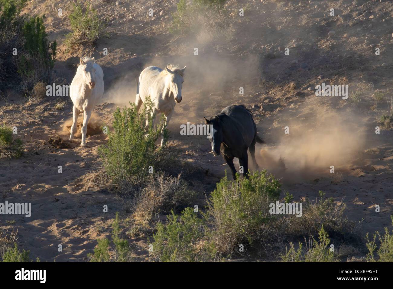 Wild Horse, Ouray National Wildlife Refuge, Utah Foto Stock