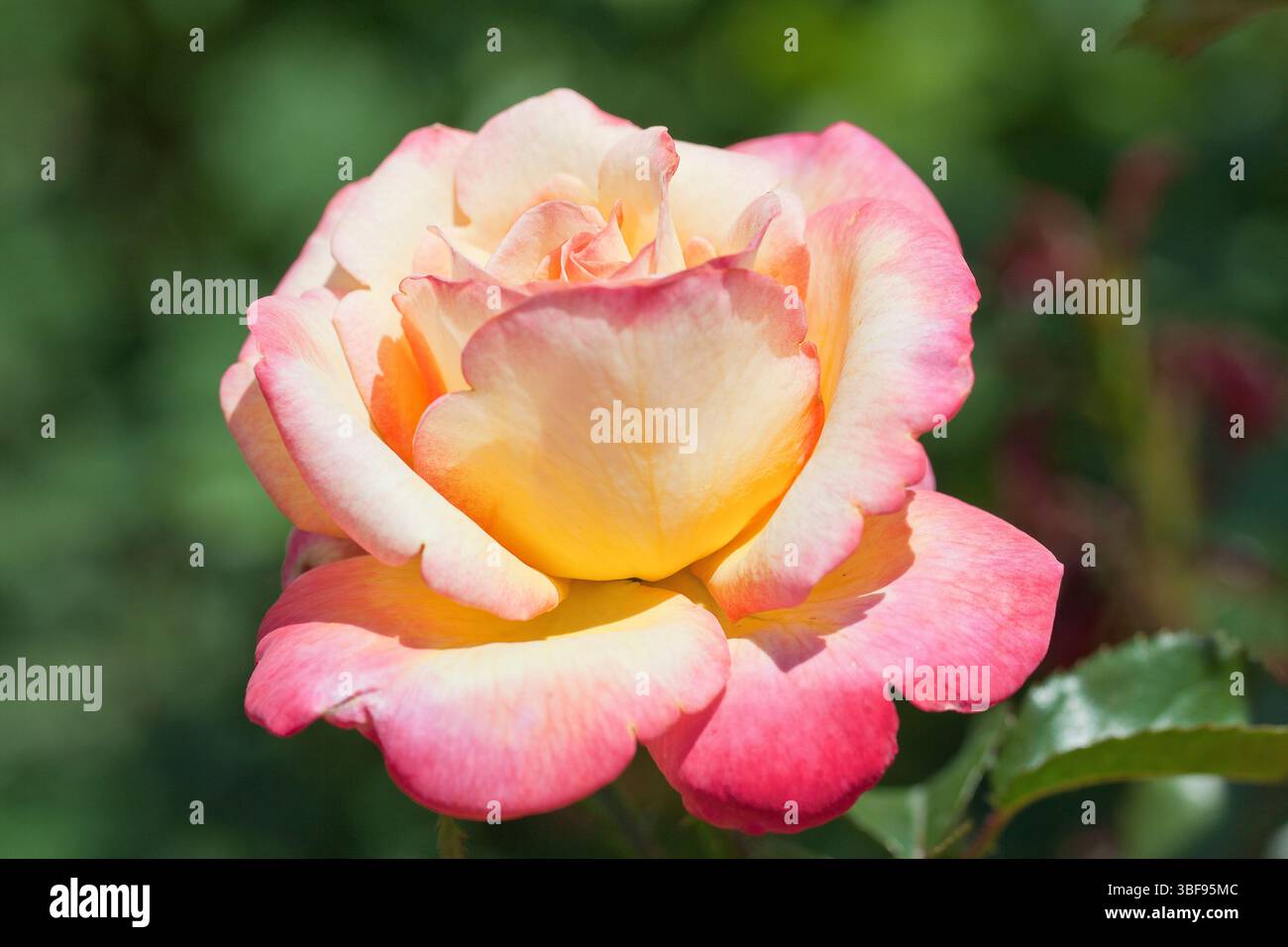 Delicata bellezza della natura in una rosa bicolore Foto Stock