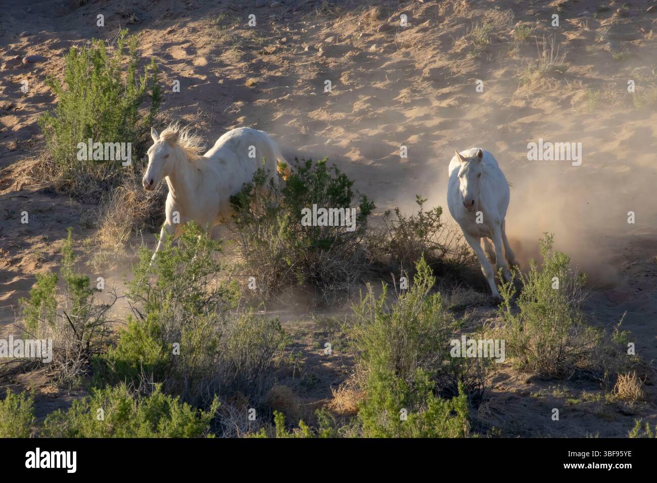 Wild Horse, Ouray National Wildlife Refuge, Utah Foto Stock