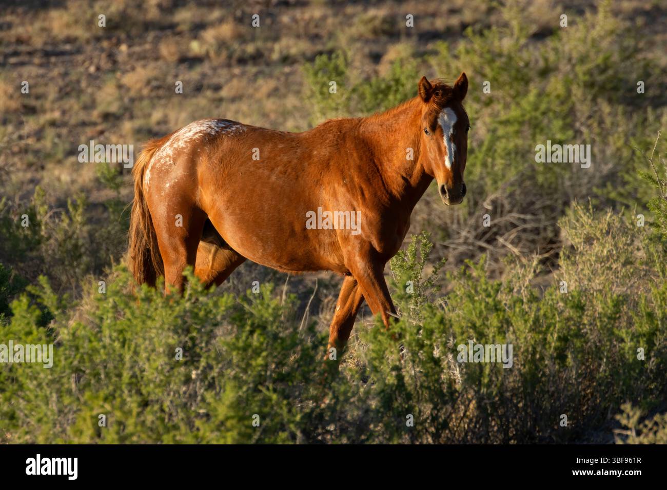 Wild Horse, Ouray National Wildlife Refuge, Utah Foto Stock