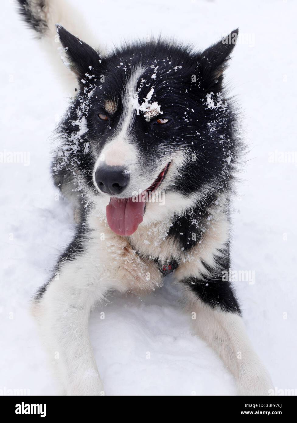 Un simpatico e soffice cane Husky siberiano Nero bianco seduto sdraiato rilassati sulla fredda neve bianca invernale a Lap Land, il circolo polare artico, la vita animale dei mammiferi Foto Stock