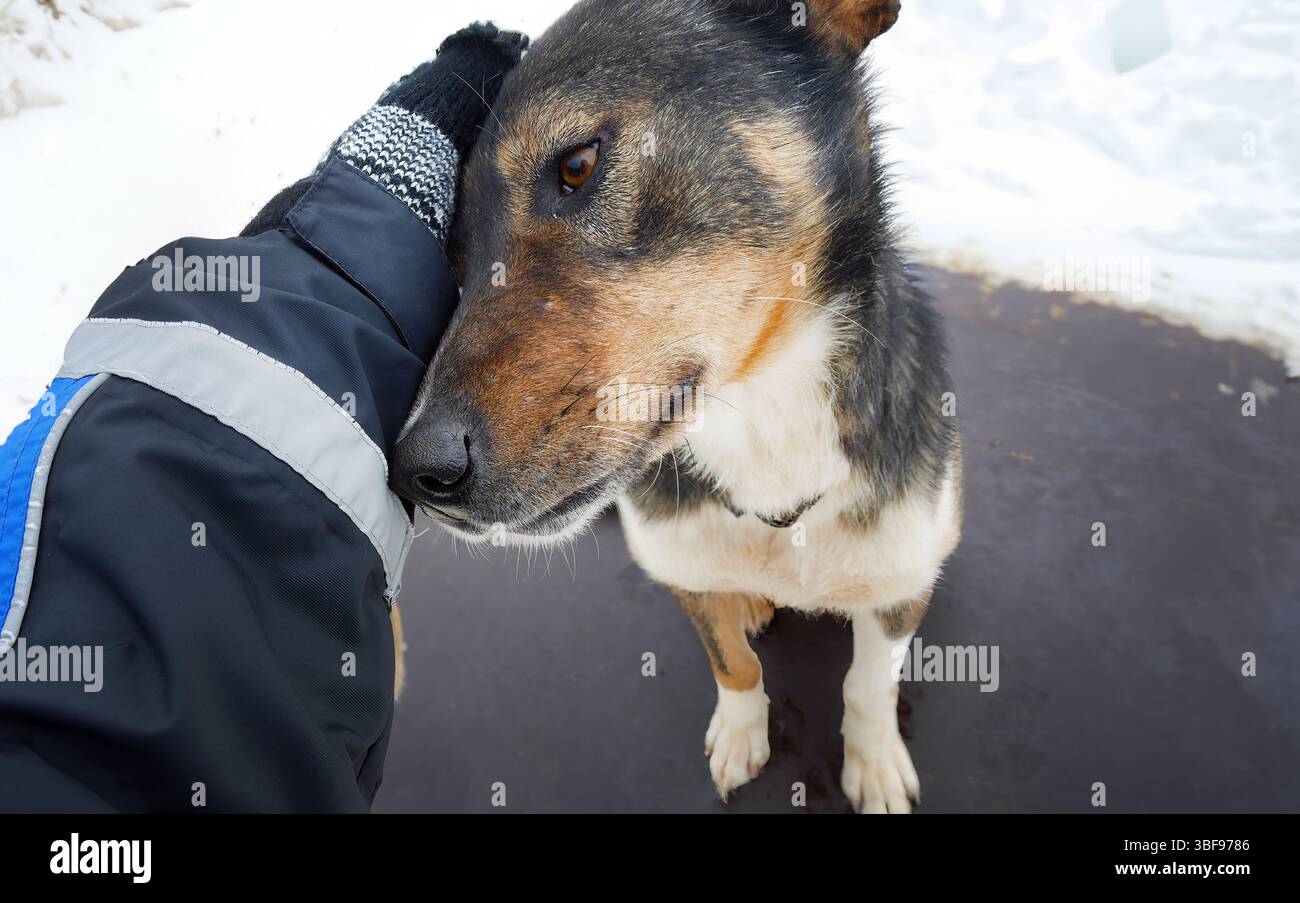 Donna che accarezza la testa di un cane Husky siberiano, implorando gli occhi di cane, seduto sdraiato rilassati con umano, legame amoroso, vita animale mammiferi Foto Stock