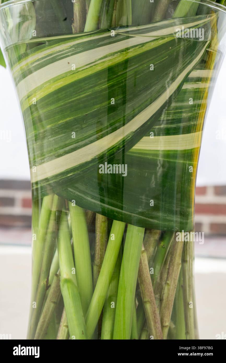 Dettaglio del nastro verde e bianco all'interno del vaso floreale Foto Stock