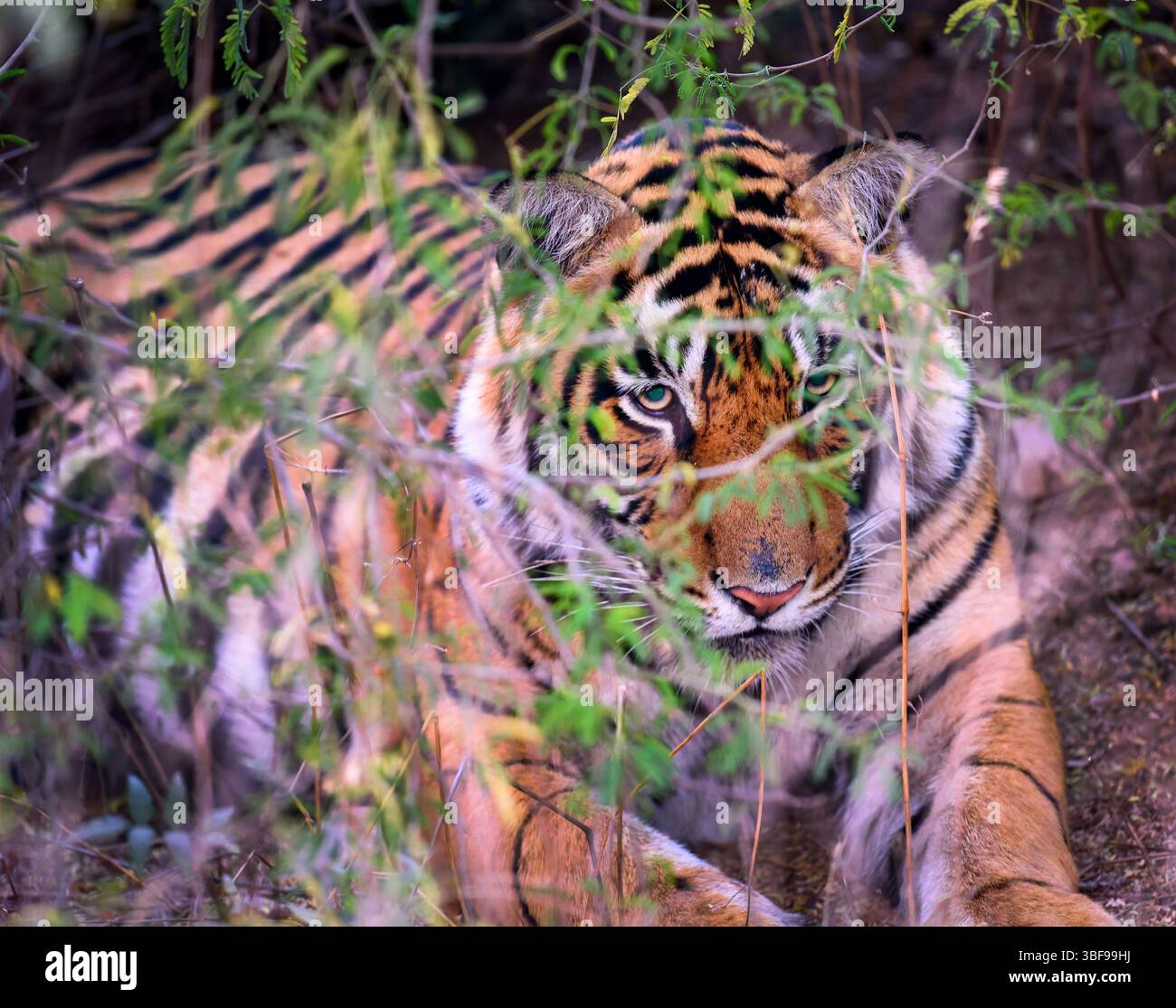 Tigre selvatica del Bengala, Parco Nazionale di Ranthambore, Rajasthan, India. La tigre selvaggia del Bengala (Panthera tigris tigris) è un maestoso predatore che si trova nel Parco Nazionale di Ranthambore nel Rajasthan, in India. Il parco è una delle più grandi e famose riserve di tigre in India, conosciuta per i suoi sforzi di conservazione. Il variegato ecosistema di Ranthambore, caratterizzato da foreste secche decidue, praterie e laghi, offre un habitat ideale per le tigri del Bengala. Il parco è sede di diverse tigri, rendendolo una destinazione privilegiata per gli appassionati di fauna selvatica e i fotografi che mirano a individuare queste sfuggenti creature. Foto Stock