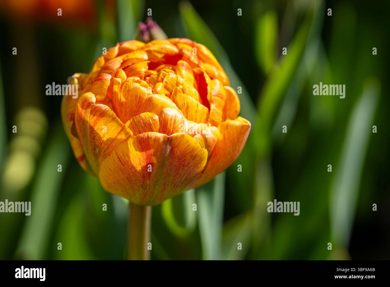 Primo piano di un Gudoshnik doppio tulipano rosso, giallo e arancione in piena fioritura. Gudoshnik tulipani doppi nel giardino primaverile. Un'idea per le cartoline, greetin Foto Stock
