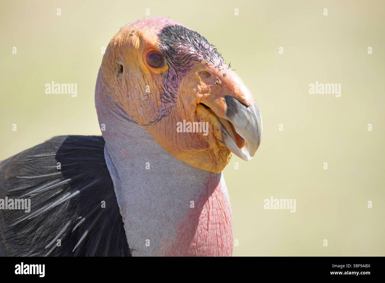 California Condor, Gymnogyps californianus il condor della California, con un'apertura alare di 9,5 piedi, è il più grande uccello terrestre del Nord America. Una volta quasi estinta, la sua popolazione scese a soli 23 nel 1982. Un programma di allevamento in cattività del 1987 ha aiutato a salvare la specie. Da quando le reintroduzioni sono iniziate nel 1992, il numero è cresciuto fino a oltre 500 uccelli. Le pietre miliari principali includono la prima pulcino schiusa nel 2004 e, nel 2008, più condor che vivono liberi che in cattività per la prima volta da quando sono iniziati gli sforzi di recupero. J Hell / USFWS / U.S. Fish and Wildlife Service Foto Stock