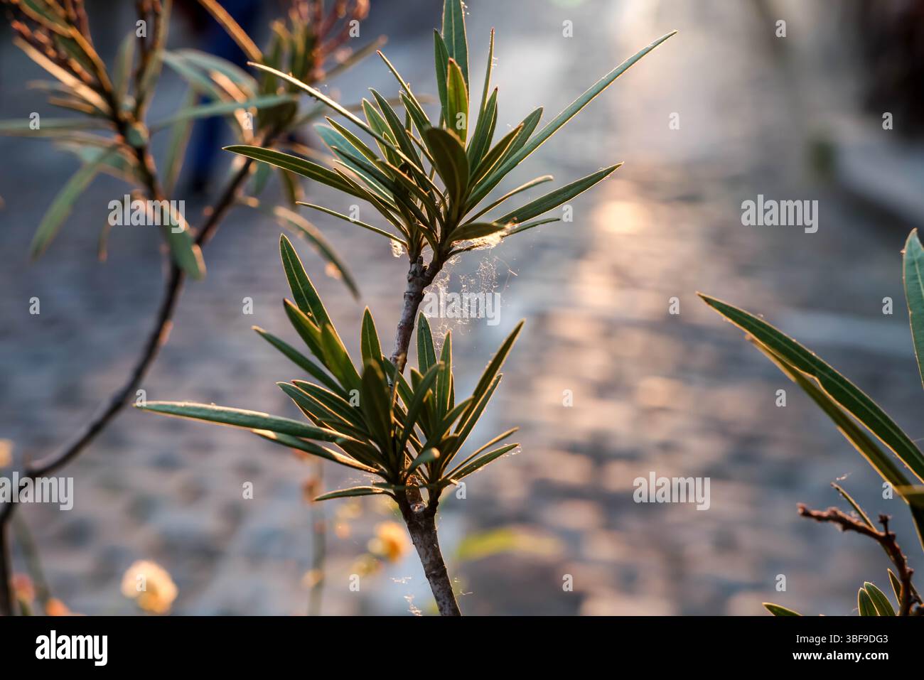 Una tipica strada parigina acciottolata si snoda tra i pedoni durante la magica ora d'oro. La calda luce del tramonto illumina gli storici buildi Foto Stock