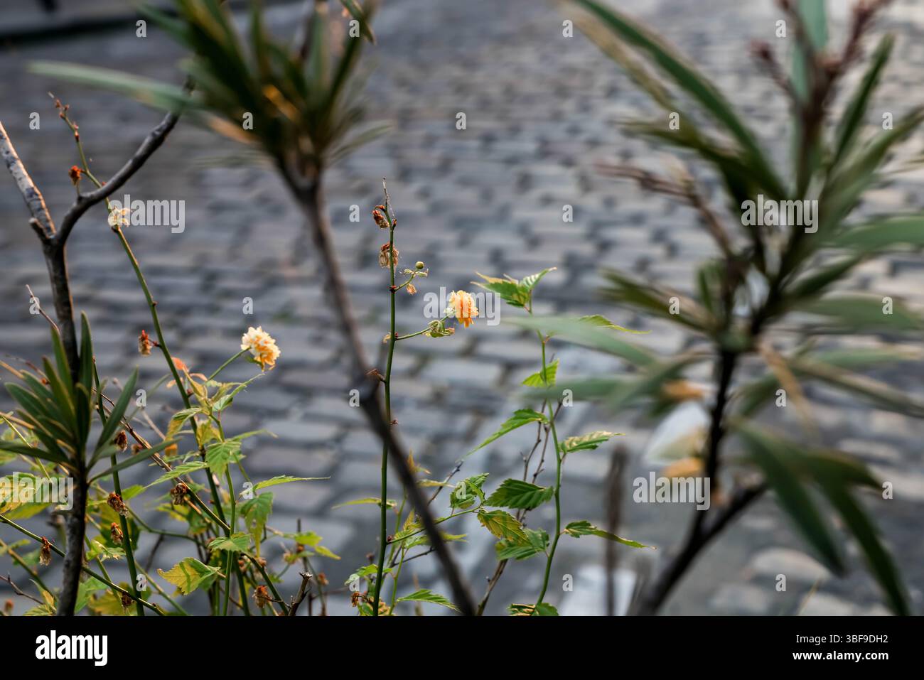 Piccoli e delicati fiori giallo-arancio fioriscono brillantemente in un ambiente urbano. Questo primo piano utilizza una profondità di campo bassa, sfocando il fondo stradale Foto Stock