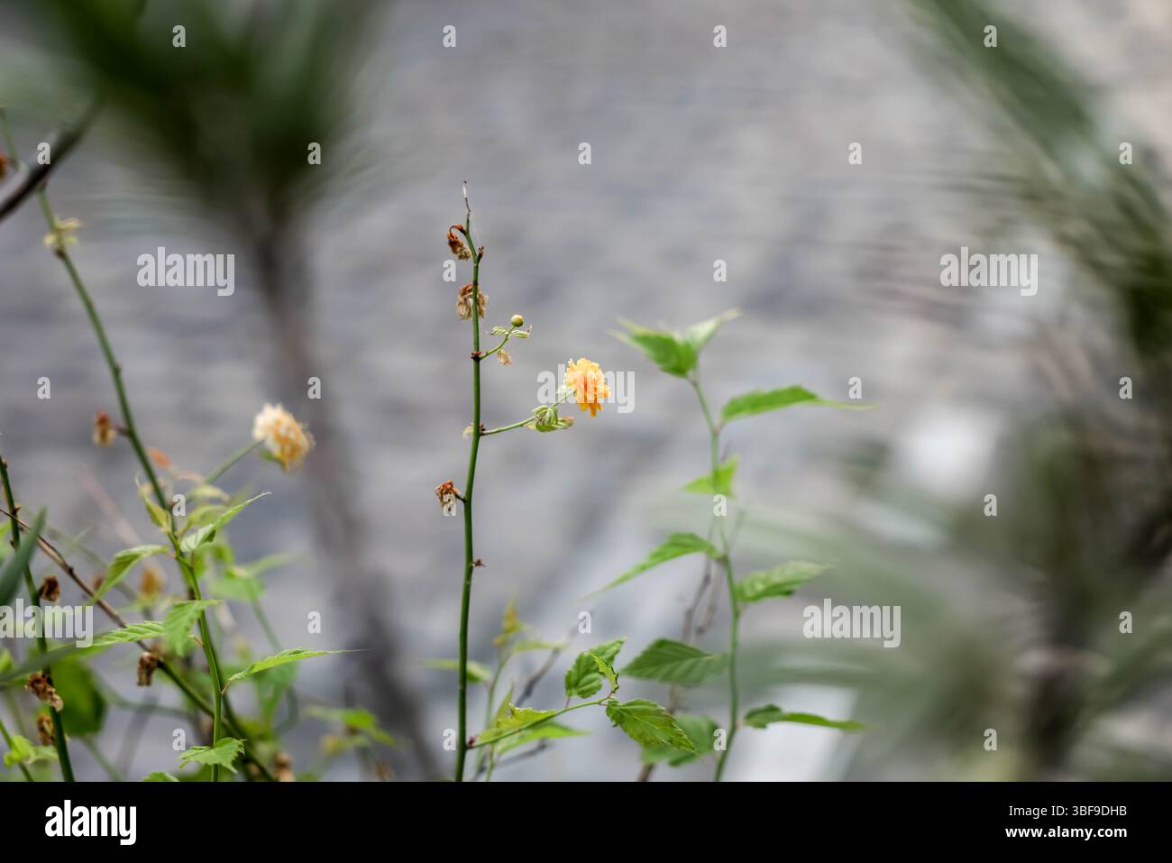 Piccoli e delicati fiori giallo-arancio fioriscono brillantemente in un ambiente urbano. Questo primo piano utilizza una profondità di campo bassa, sfocando il fondo stradale Foto Stock