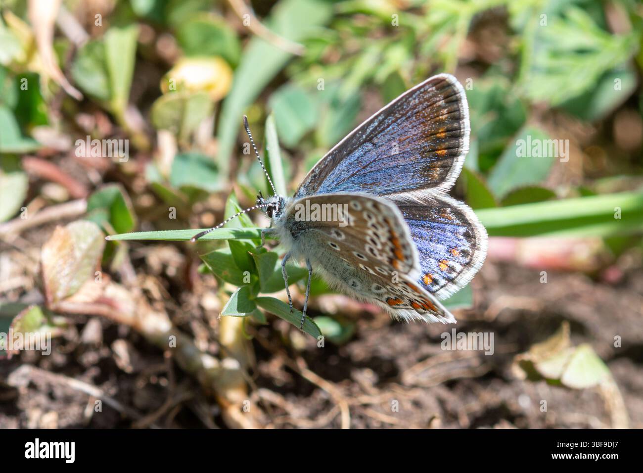 Farfalla blu comune femminile (Polyommatus icarus) su un habitat erboso di gesso nell'Hampshire, Inghilterra, Regno Unito Foto Stock