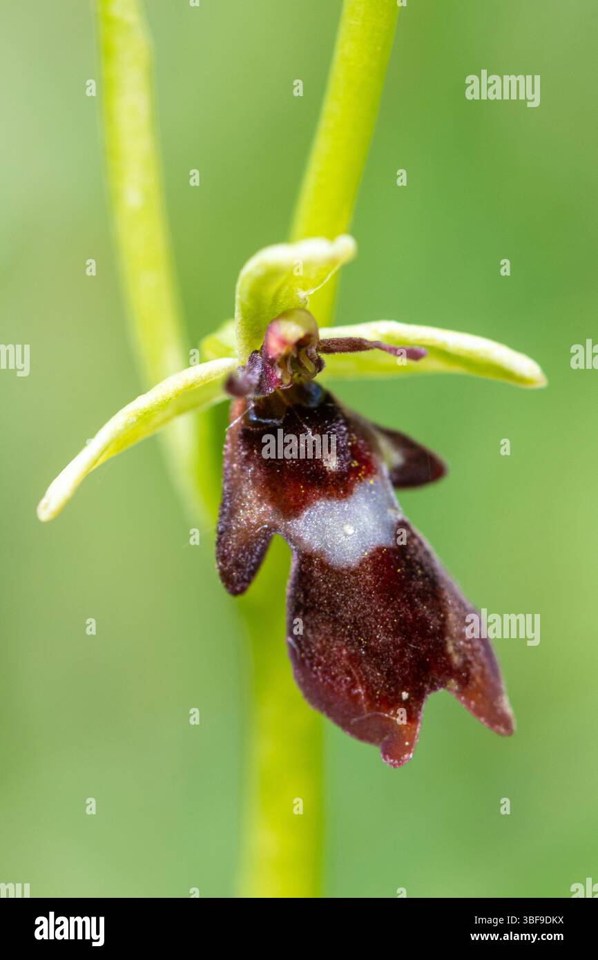 Ophrys insectifera, l'orchidea della mosca, che fiorisce nel mese di maggio su un habitat erboso di gesso nell'Hampshire, Inghilterra, Regno Unito Foto Stock
