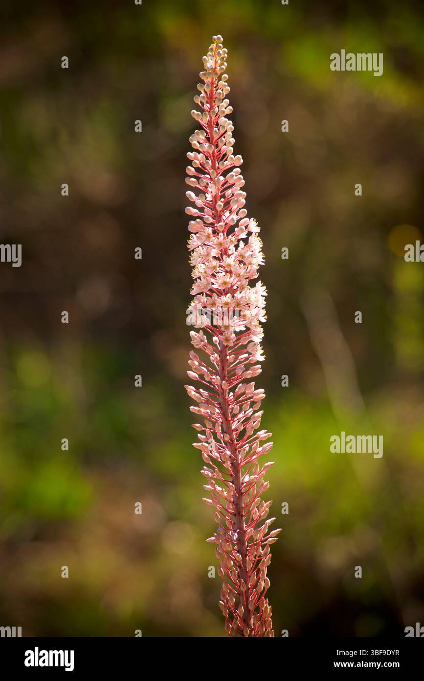 Eremurus robustus, il giglio della coda di volpe o candela gigante del deserto, è una specie di pianta in fiore della famiglia degli asfodel. Fotografato alla grotta laghetto di Bauxite, Salento, Puglia, Italia. Foto Stock
