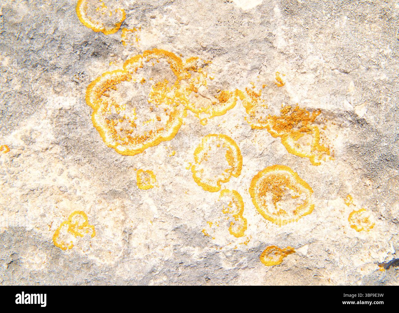 Licheni di mare arancio - caloplaca marina, o simili, che crescono su rocce a Spiaggetta dell'orte, Otranto, provincia di Lecce, Puglia, Italia licheni Placodiodidi Foto Stock