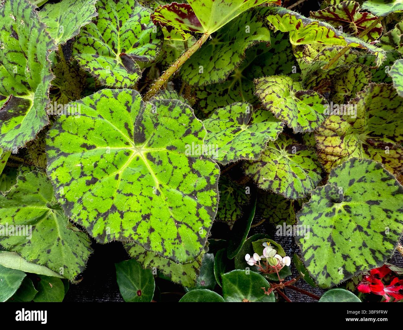 Splendido retrograda con foglie verdi. Foto di alta qualità Foto Stock