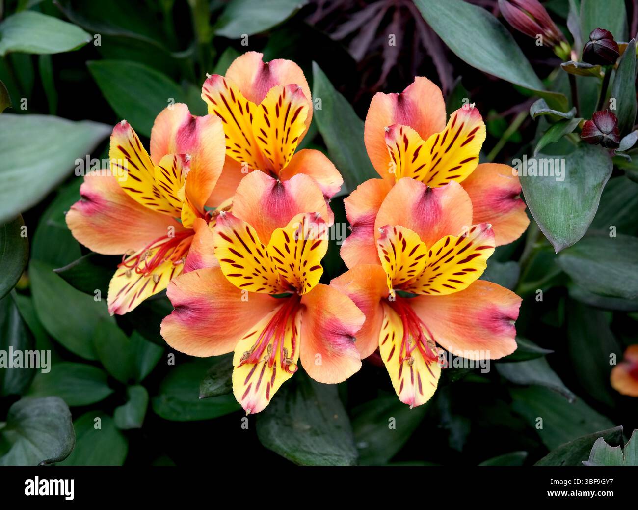 Alstroemeria aurea - Giglio peruviano Foto Stock