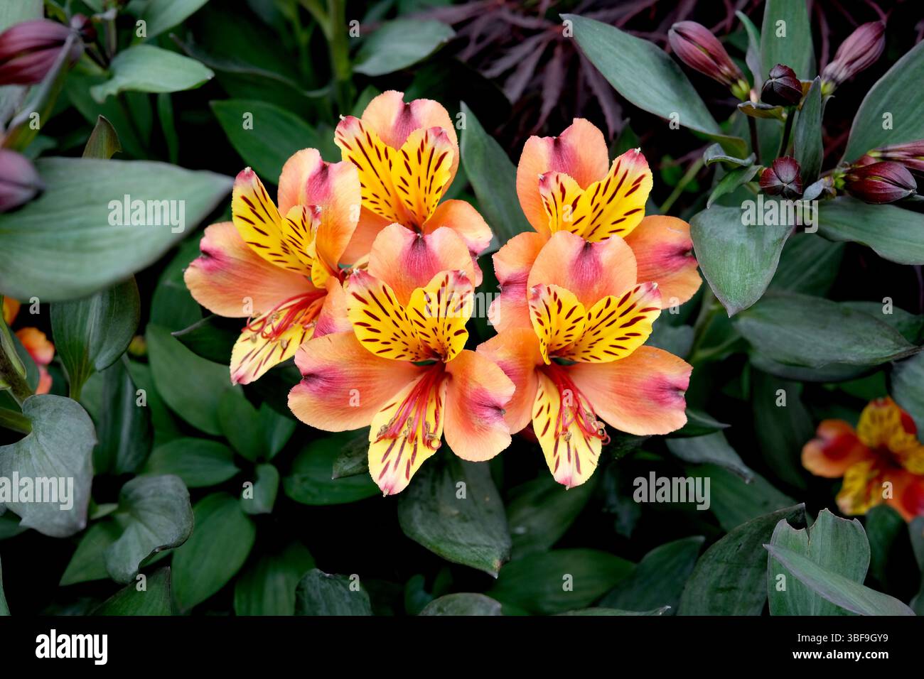 Alstroemeria aurea - Giglio peruviano Foto Stock