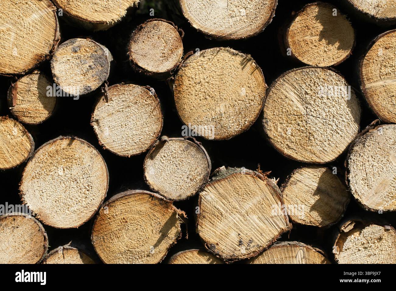 Tagliare i tronchi impilati in pile. Sfondo tronchi di legna da ardere. Struttura in legno rotondo naturale. Combustibile di legno per riscaldamento. Materiale per l'industria forestale e del legname. Foto Stock