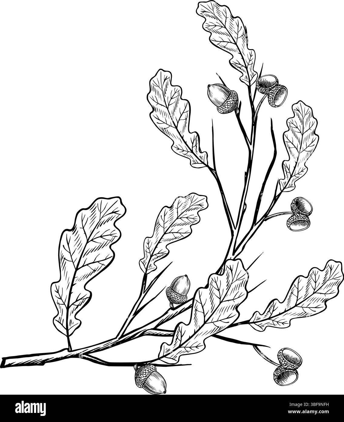 Un ramo di quercia con ghiande e foglie. Grafica vettoriale. Illustrazione in bianco e nero disegnata a mano. Su sfondo bianco. Ottimo per adesivi e striscioni Illustrazione Vettoriale
