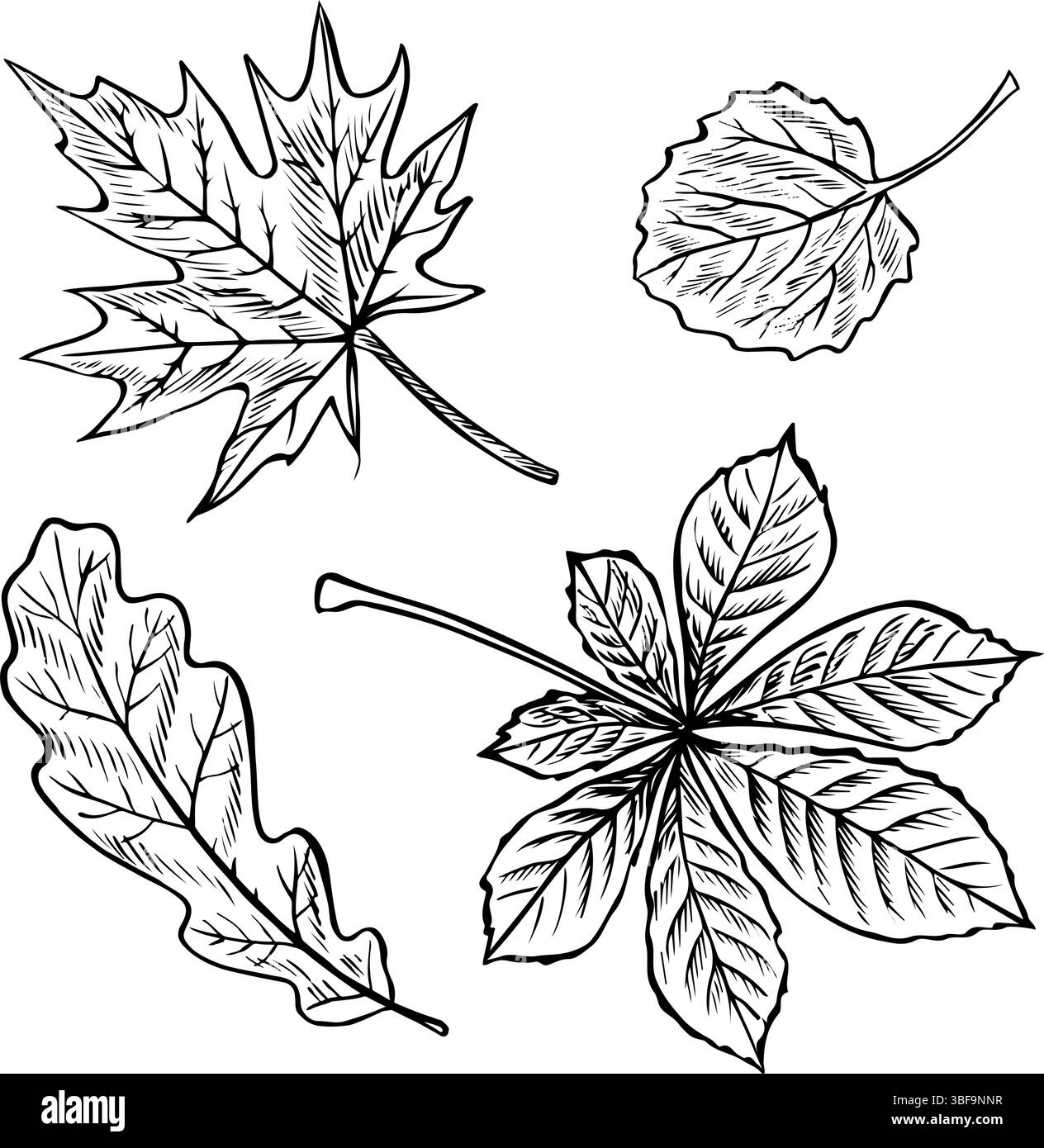 Un insieme di foglie di alberi diversi, acero, quercia, castagno e foglie di pioppo. Grafica vettoriale. Illustrazione in bianco e nero disegnata a mano. Su un bianco Illustrazione Vettoriale