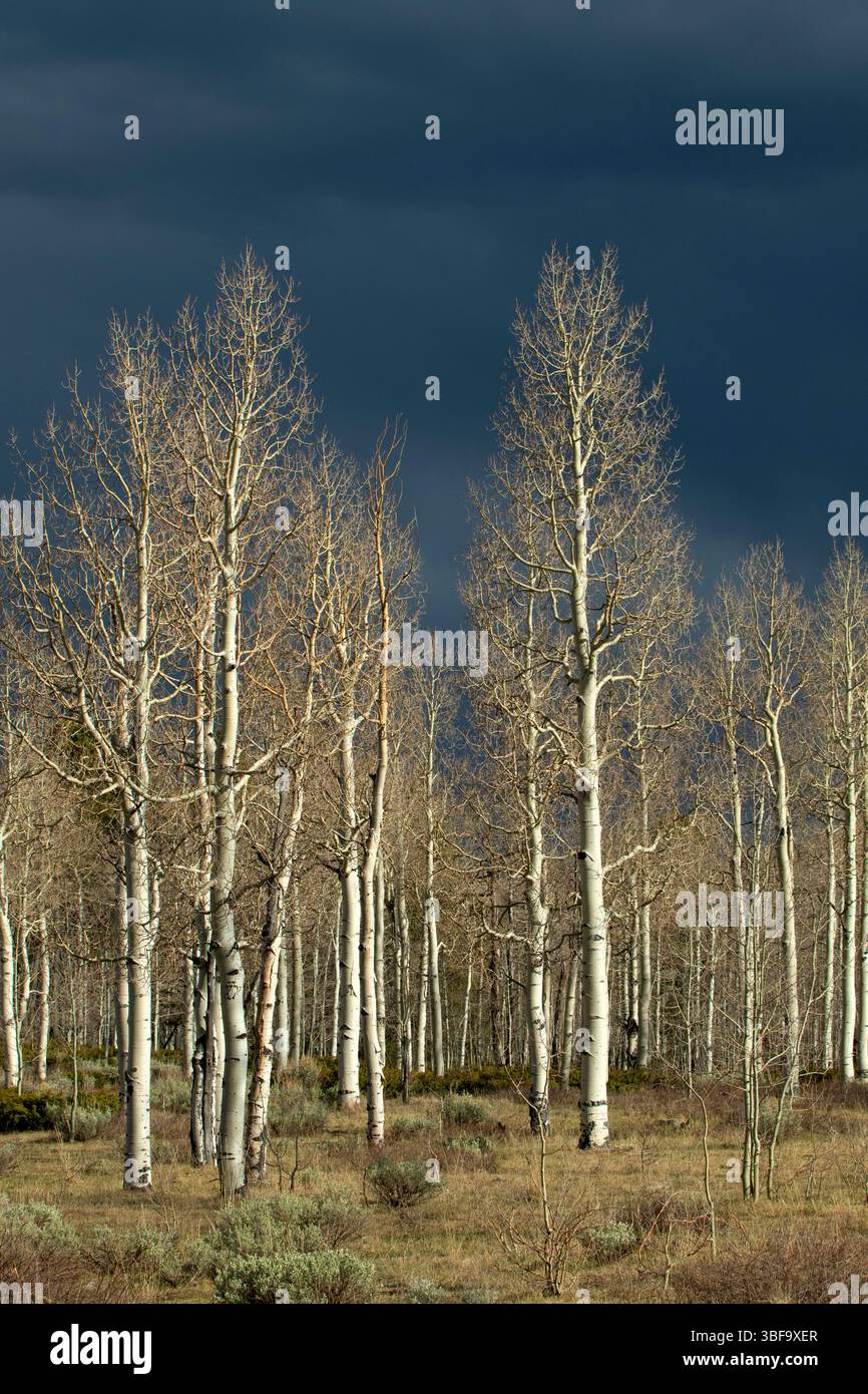 Foresta di aspen con nube di tempesta, Ashley National Forest, Flaming Gorge - Uintas National Scenic Byway, Utah Foto Stock