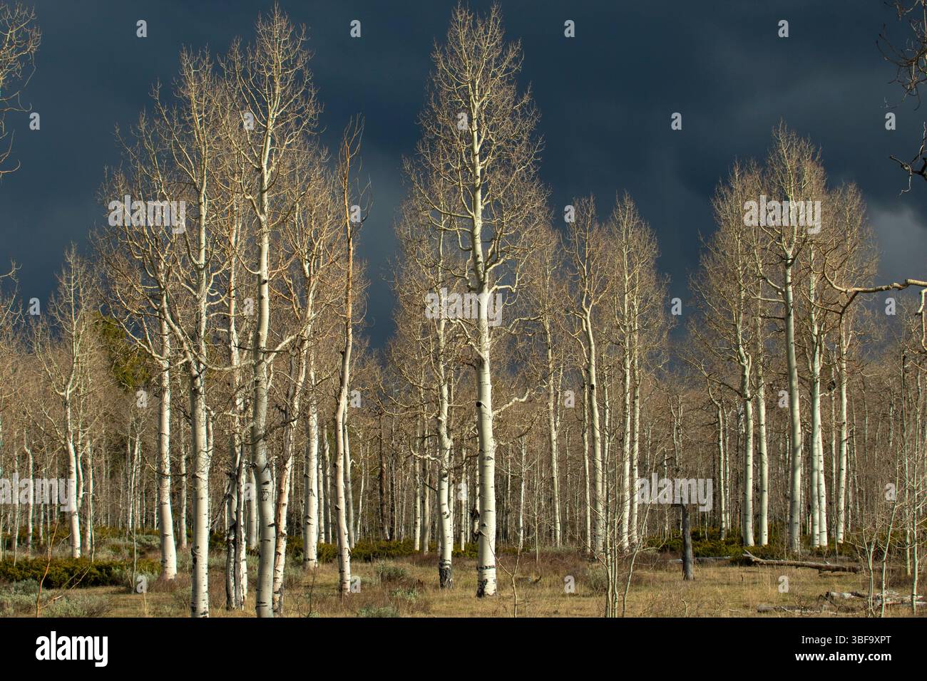 Foresta di aspen con nube di tempesta, Ashley National Forest, Flaming Gorge - Uintas National Scenic Byway, Utah Foto Stock