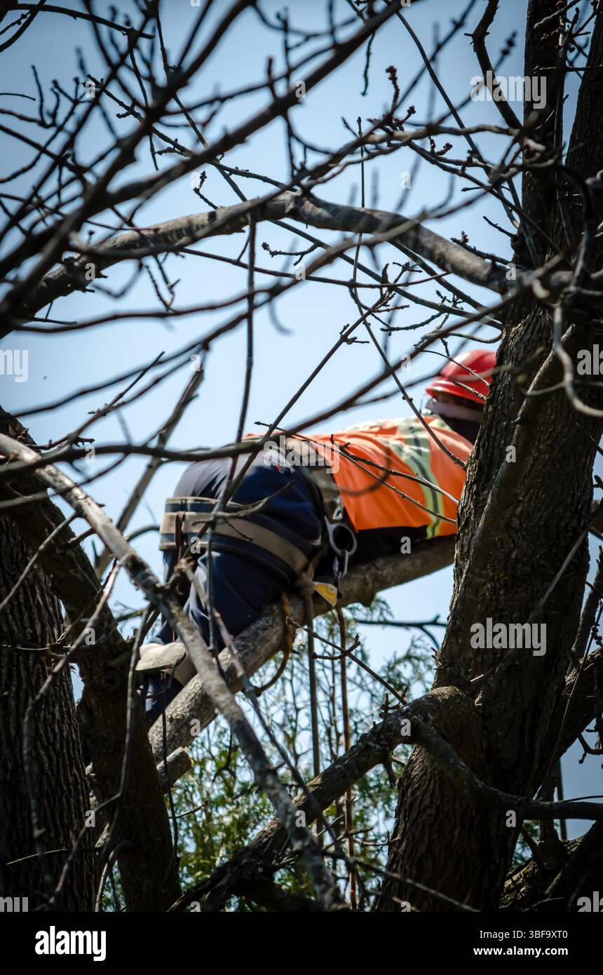 Lavoratore con imbracature e attrezzature di sicurezza appoggiate su un ramo durante la rifilatura di un grande albero di frassino con una motosega Foto Stock