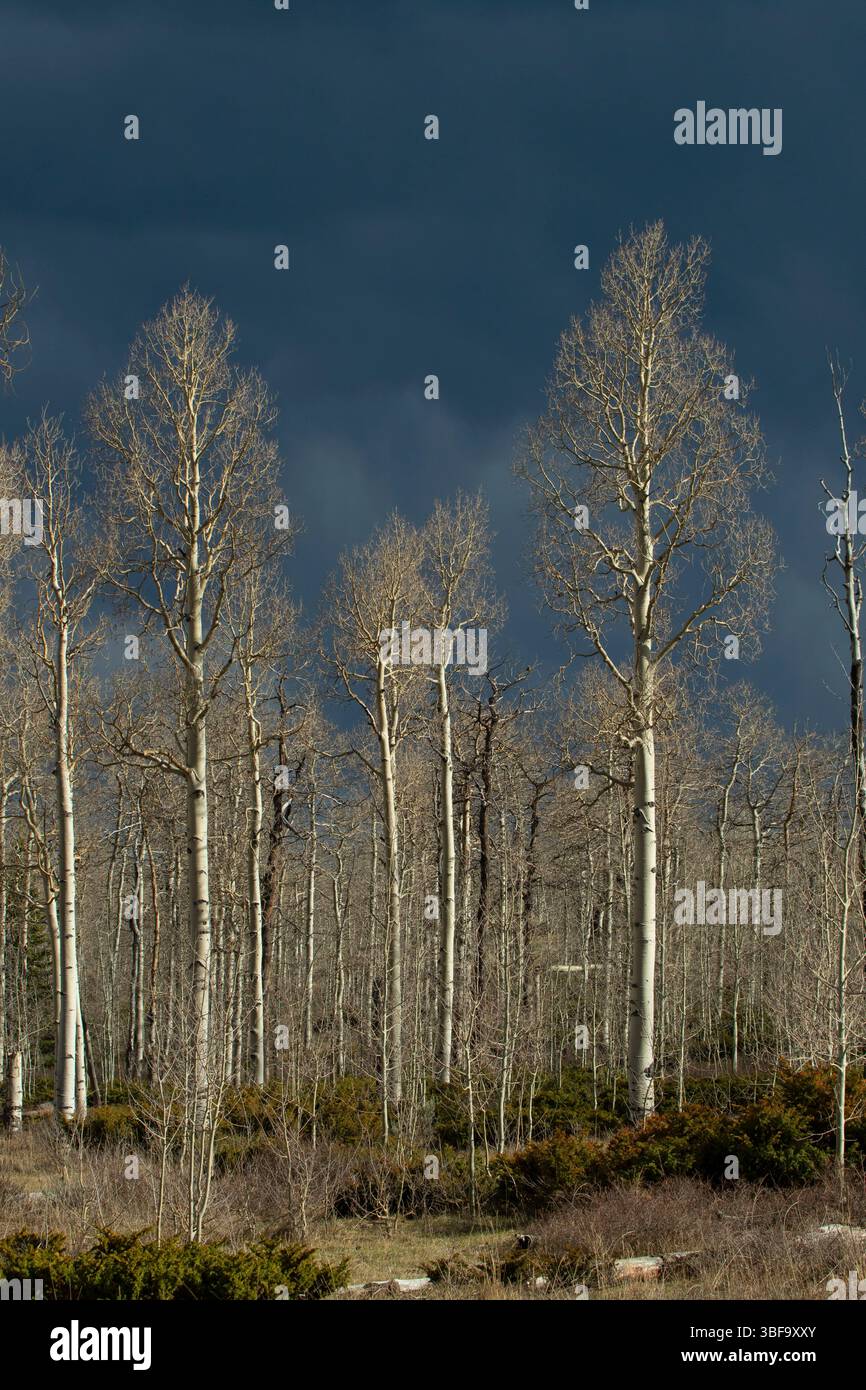 Foresta di aspen con nube di tempesta, Ashley National Forest, Flaming Gorge - Uintas National Scenic Byway, Utah Foto Stock