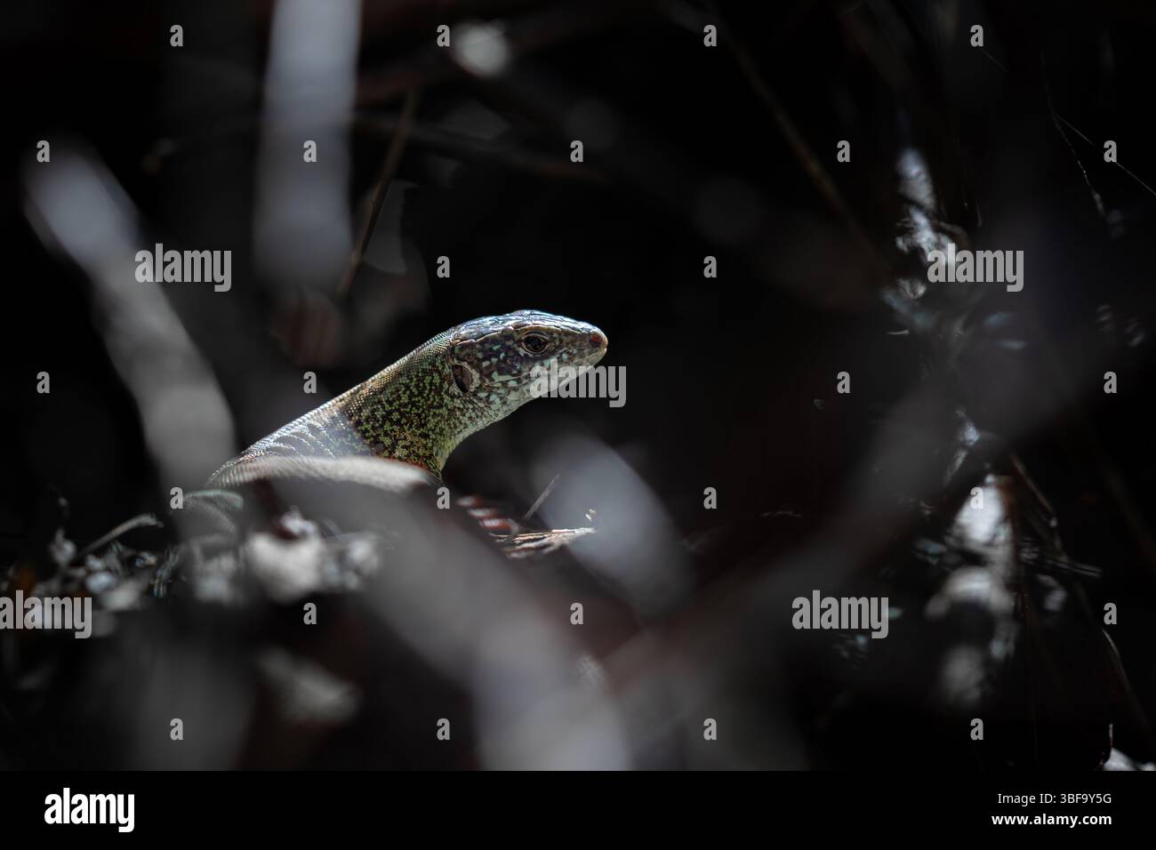 Una lucertola macchiata di verde riposa tra foglie asciutte e rami sul fondo della foresta, la cui testa cattura un briciolo di luce calda del sole. Foto Stock