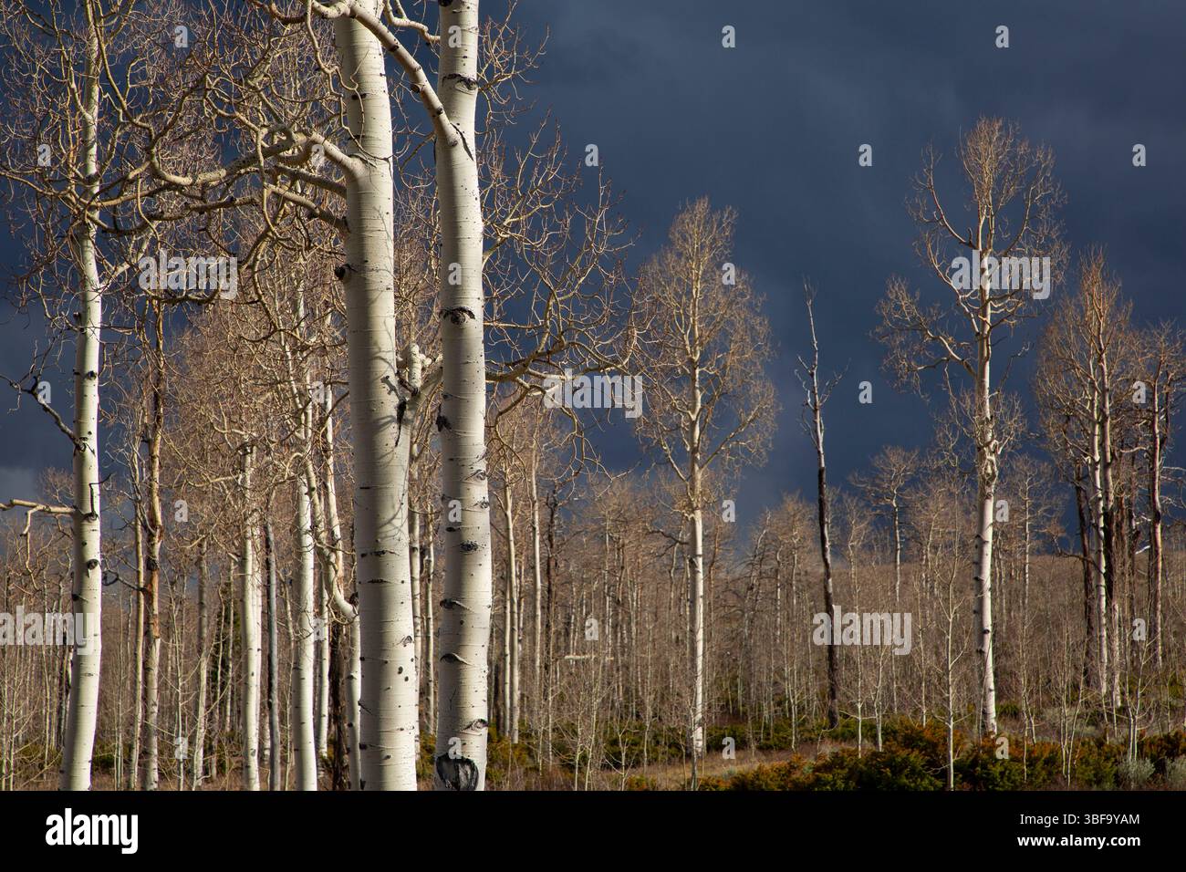 Foresta di aspen con nube di tempesta, Ashley National Forest, Flaming Gorge - Uintas National Scenic Byway, Utah Foto Stock