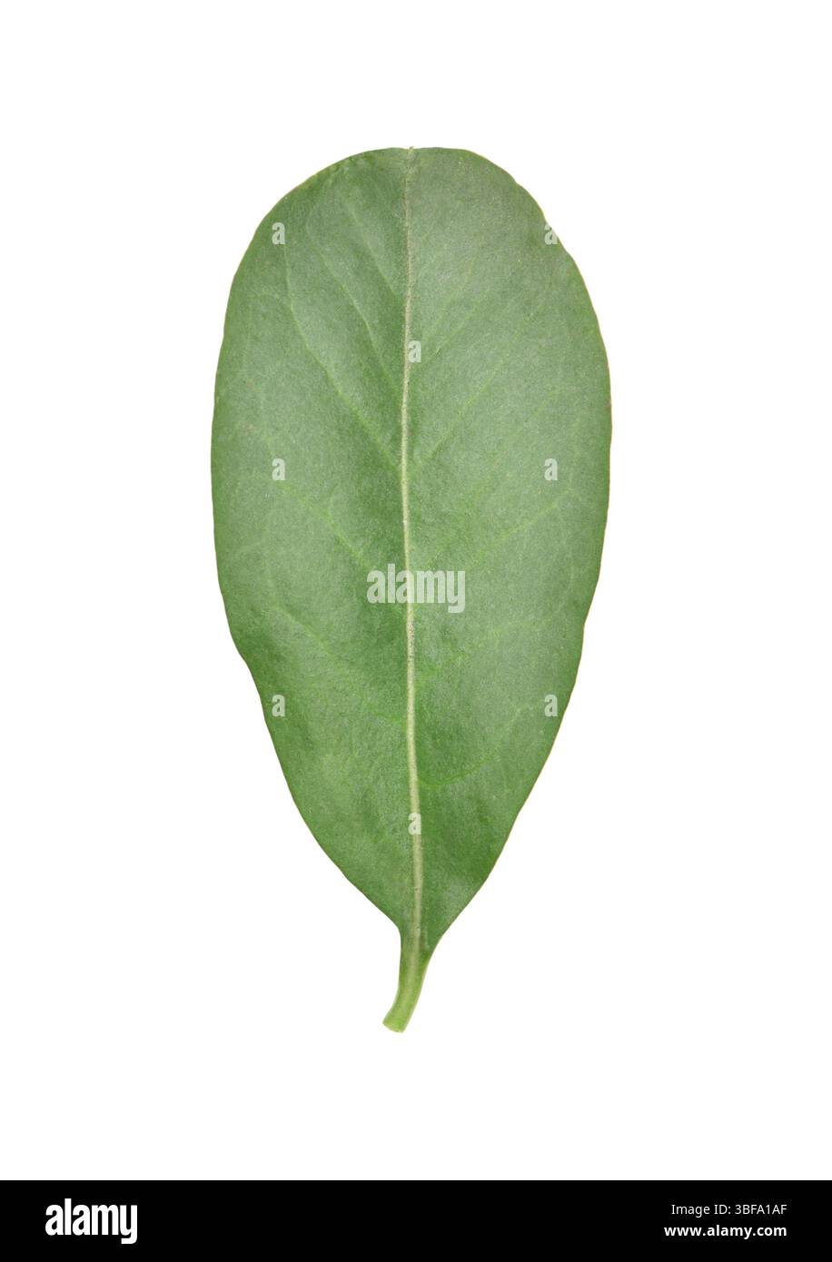 Giardino Privet - Ligustrum ovalifolium Foto Stock