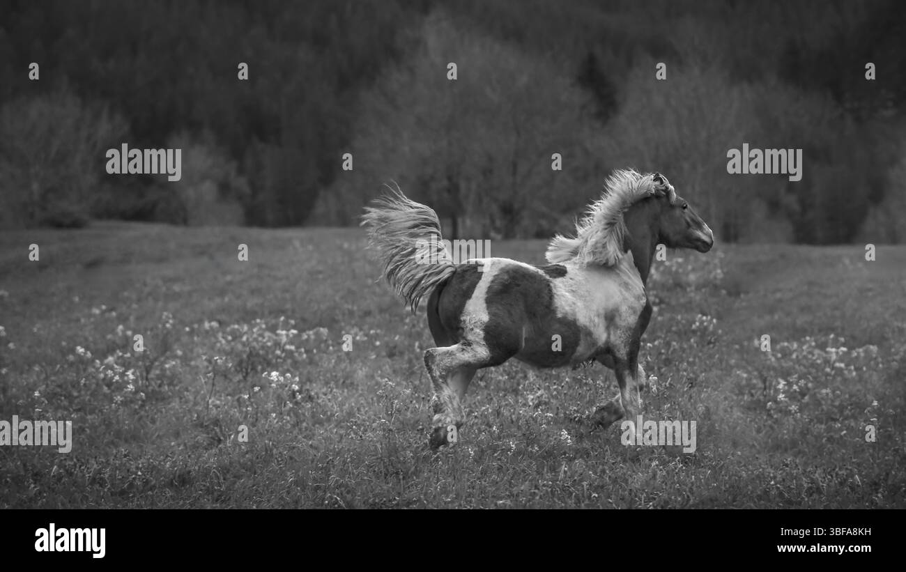 Immagine in bianco e nero di un giovane cavallo pinto che attraversa un prato pieno di fiori selvatici, monocromatico, dark mood, 16:9 Foto Stock
