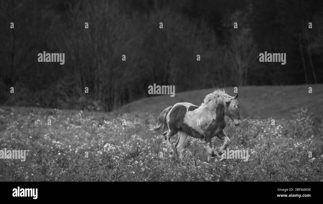 Immagine in bianco e nero di un giovane cavallo pinto che corre attraverso un prato pieno di fiori wilde, monocromatico, buio, 16:9 Foto Stock