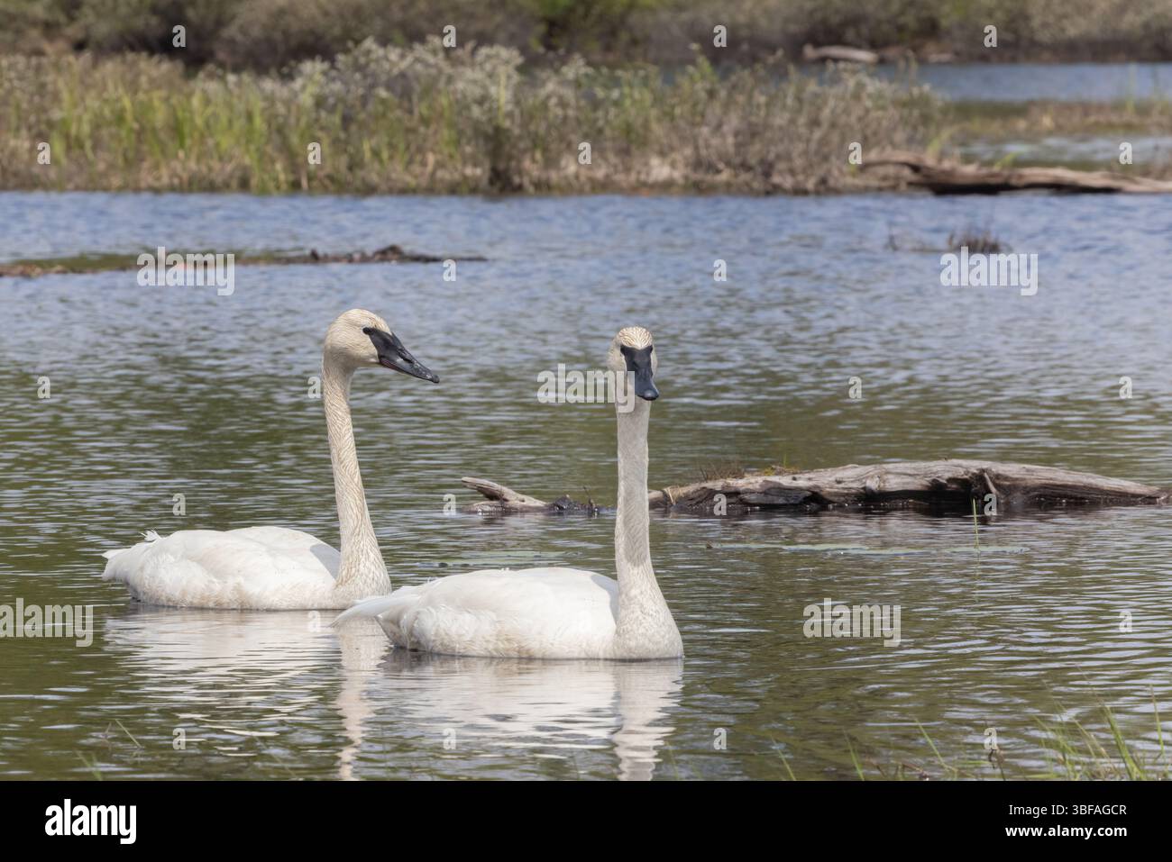 Il trombettista ha Unito una coppia su uno stagno a Torrance barrens a Muskoka in primavera Foto Stock