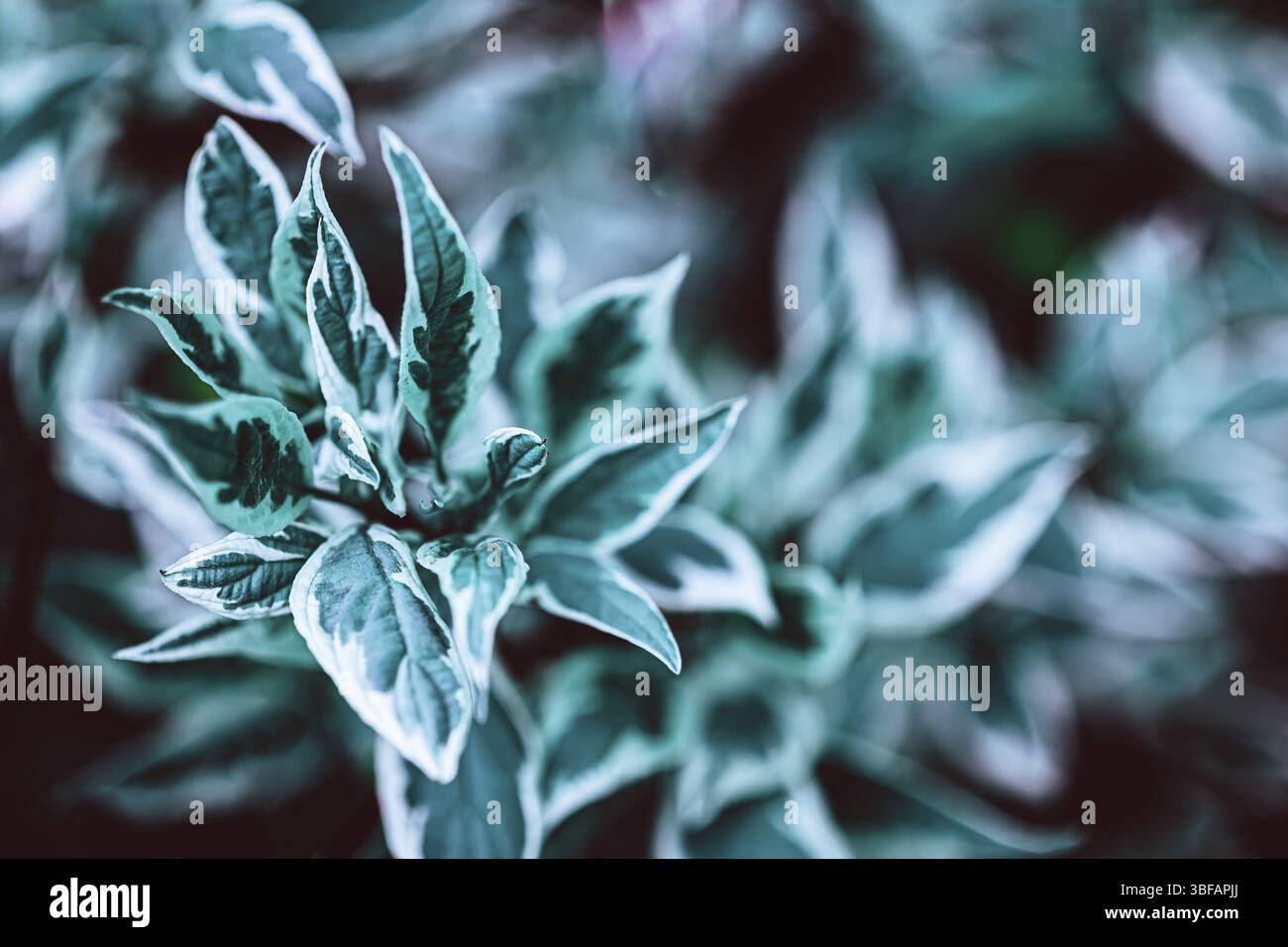 Pianta verde sfondo botanico naturale. Fresco sfondo alle erbe con spazio copia Foto Stock
