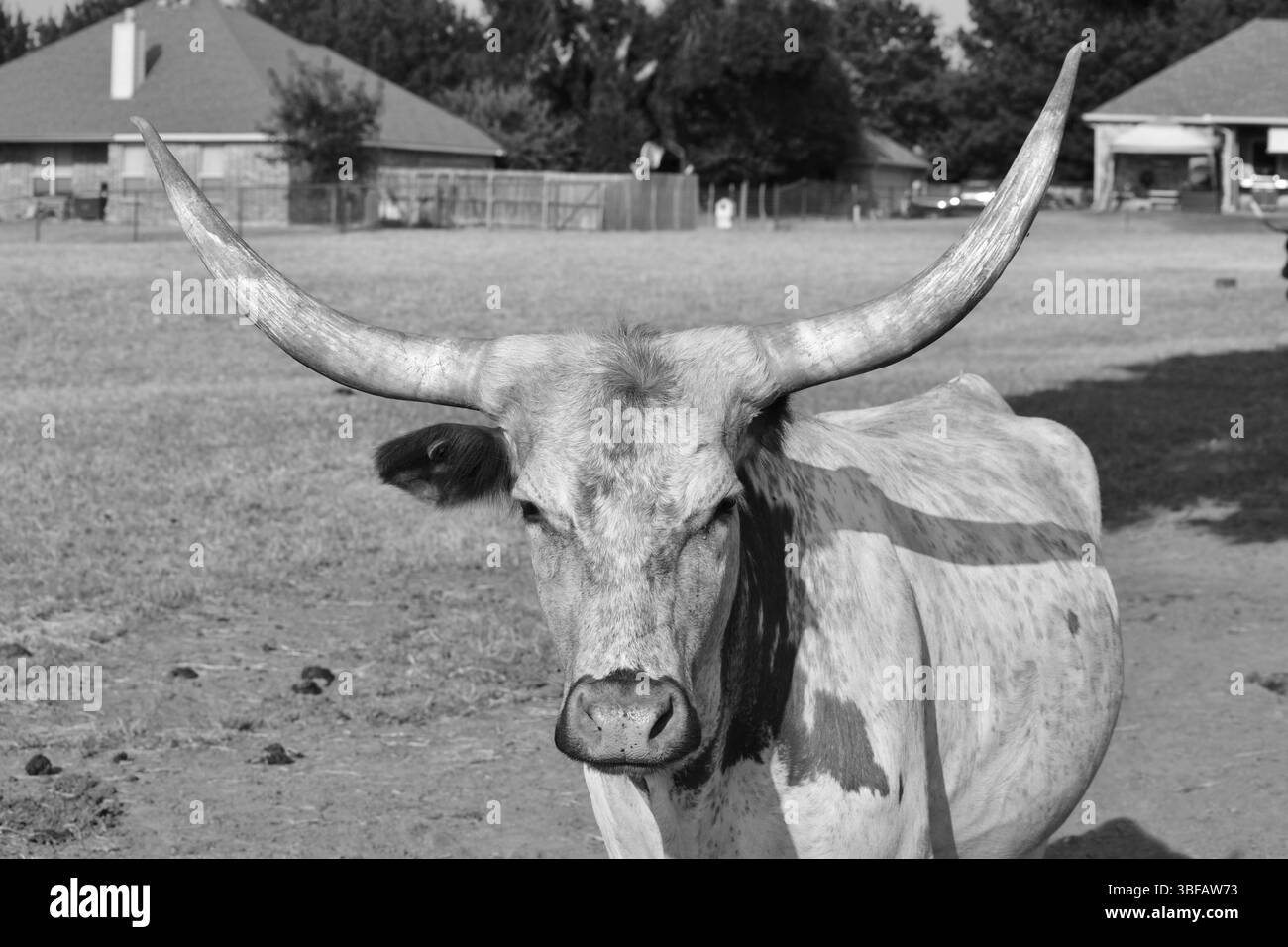 Un'impressionante fotografia in bianco e nero di una guida longhorn del Texas in piedi in un pascolo. L'immagine cattura gli esclusivi corni curvi e le caratteristiche forti. Foto Stock