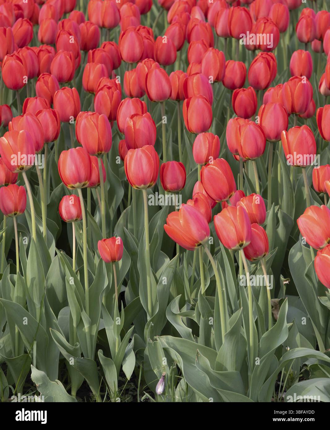 Letto di tulipani rossi, sfondo floreale Foto Stock