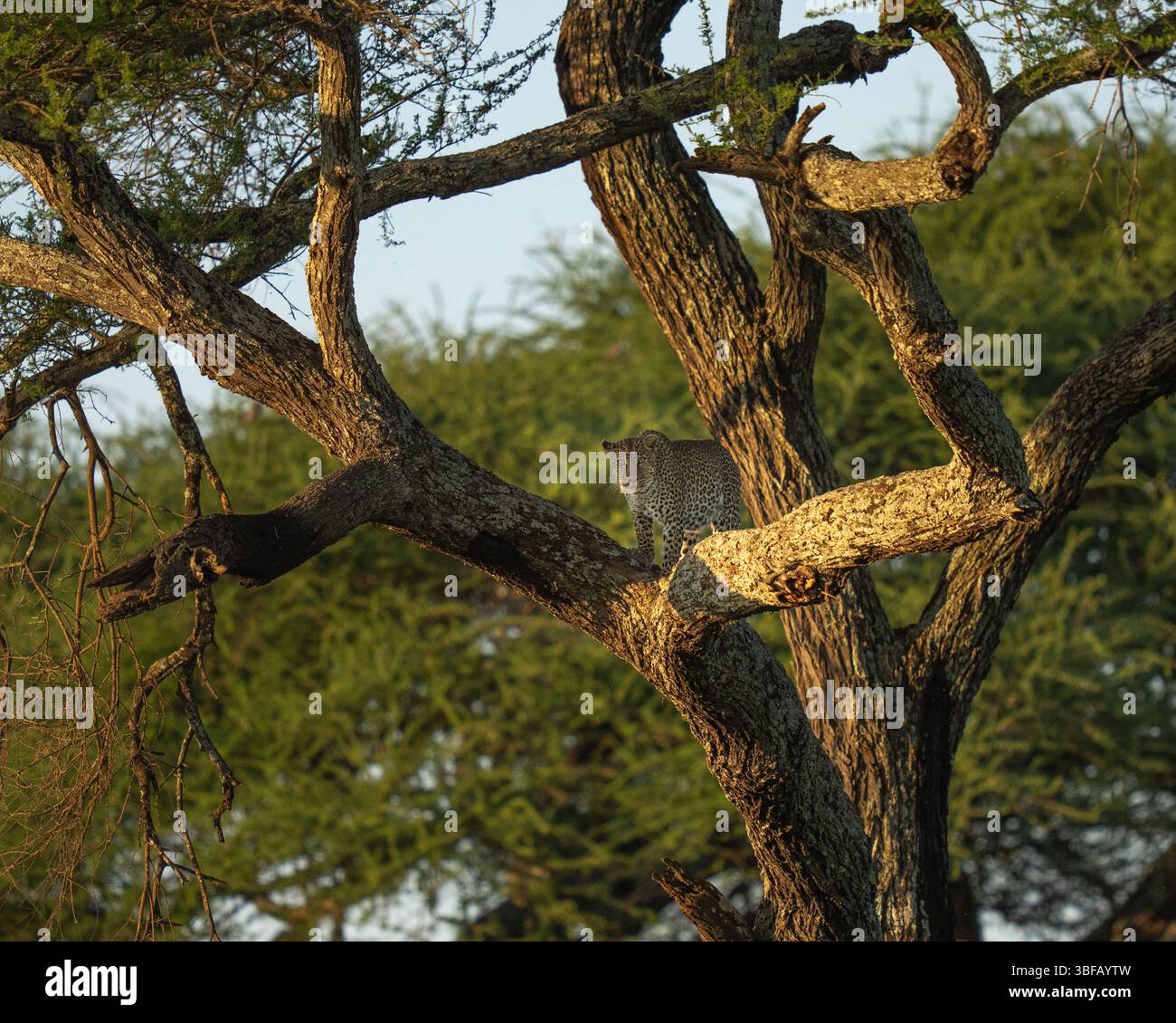 Leopardo nel furfante di un albero al tramonto dopo aver lasciato il suo cibo Foto Stock