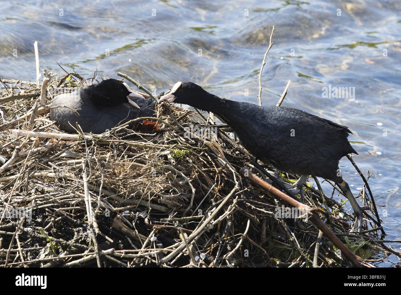 Ferrovia bianca (Fulica atra) Foto Stock