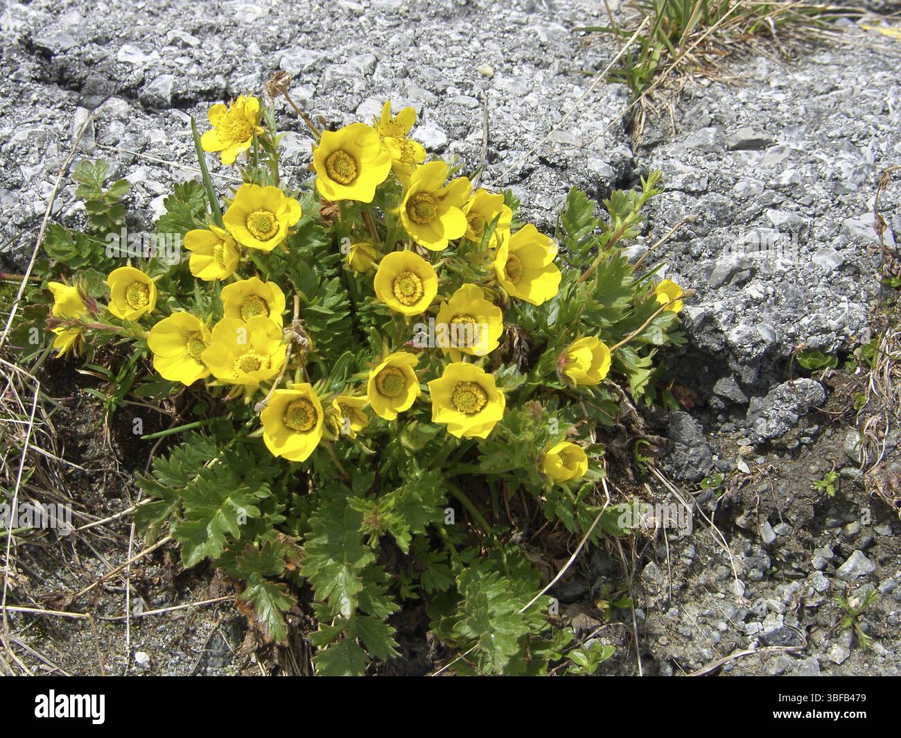 Garofano di montagna (Geum montanum) Foto Stock